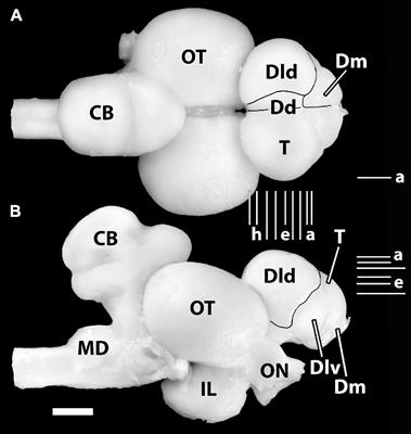 The Cytoarchitecture of the Tectal-Related Pallium of Squirrelfish, Holocentrus sp.